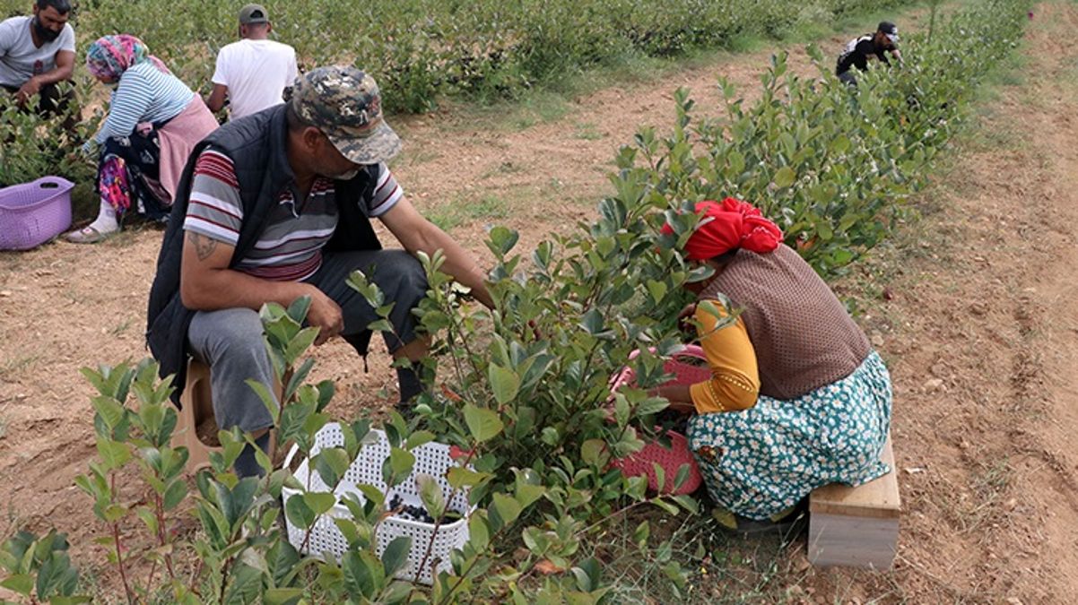 Süper meyve olarak bilinen aronya hasadı başladı! Üretici verim ve kaliteden memnun