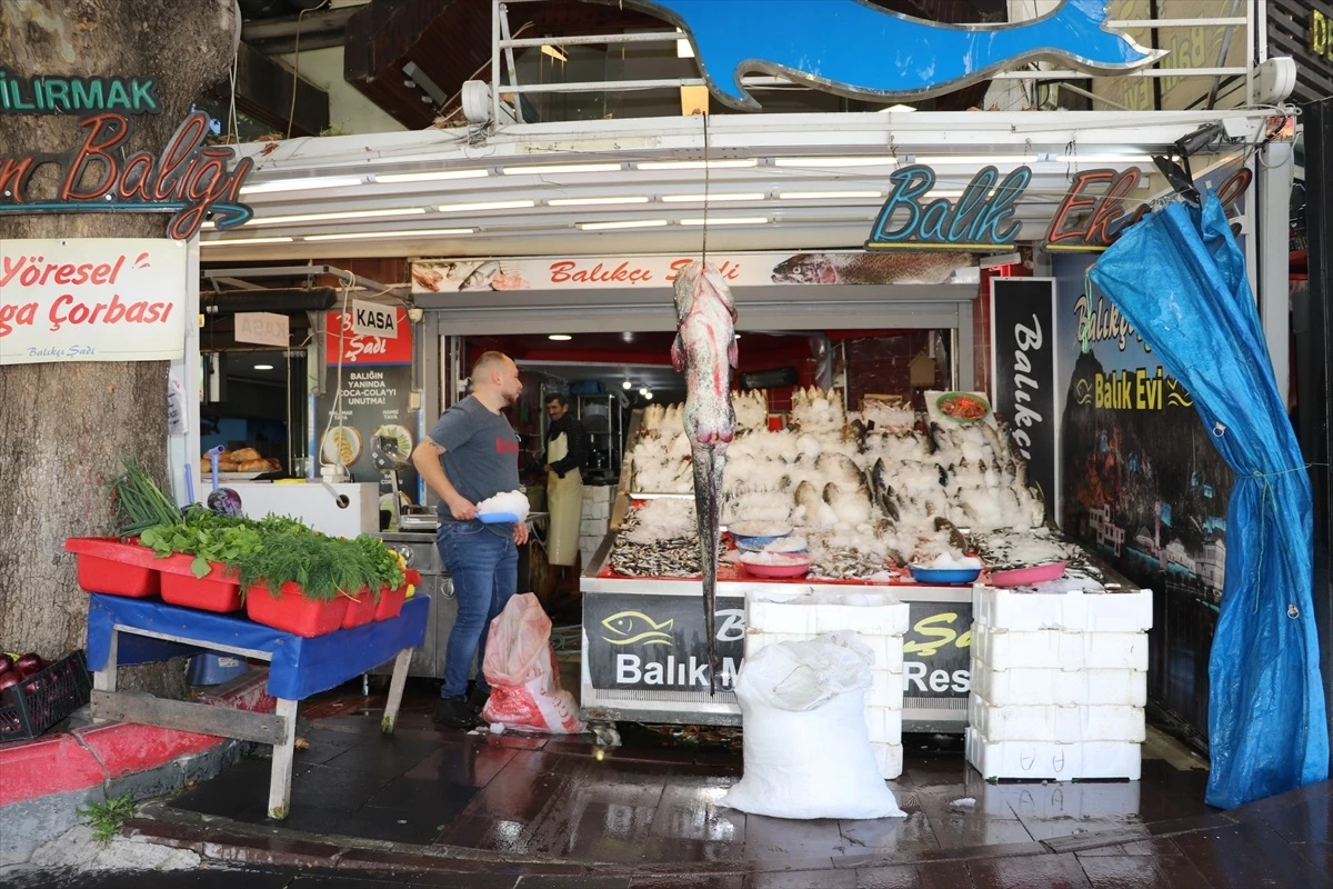 Yeşilırmak Nehri'nde oltayla 55 kilogramlık dev yayın balığı yakalandı