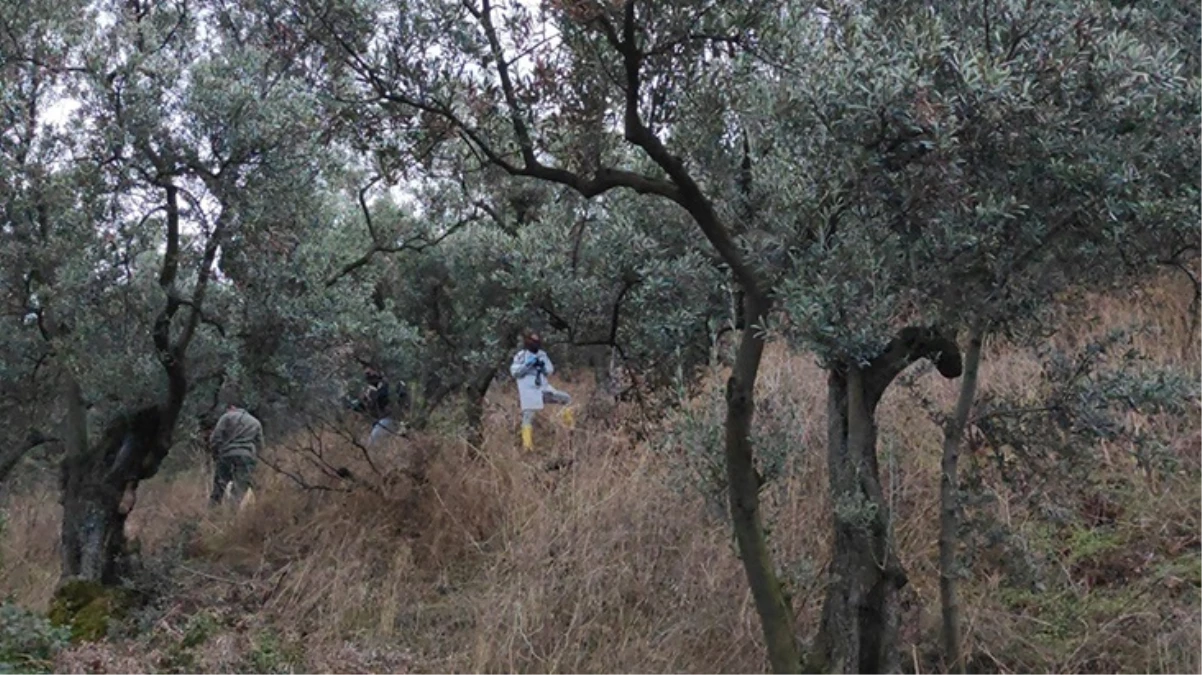 45 gündür aranan kadının cansız bedeni zeytinlikte bulundu