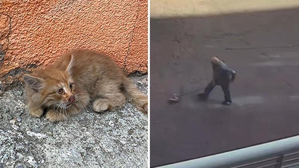 Başakşehir'de tepki çeken görüntü! Yavru kediyi çöpe attı