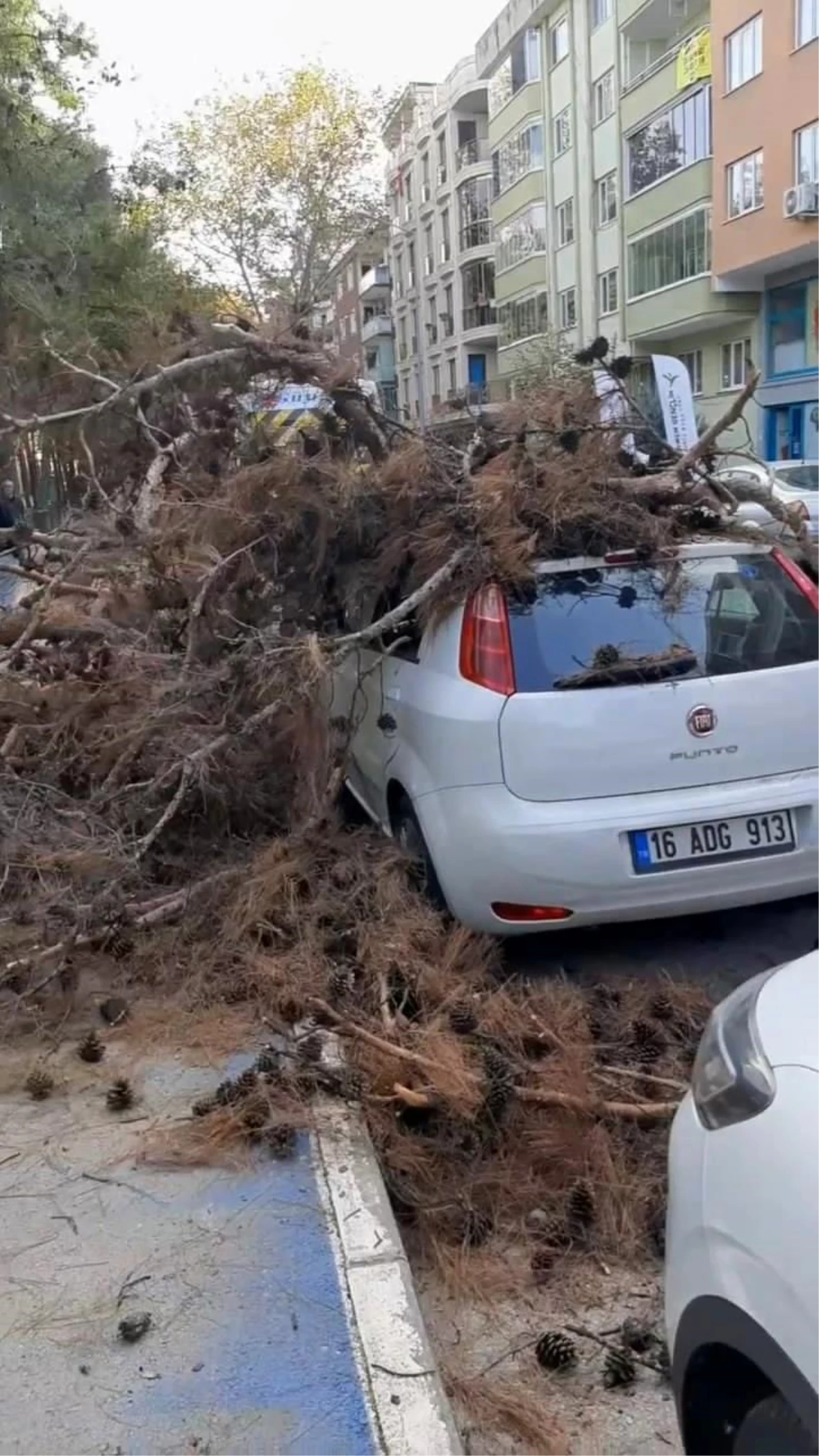 Bursa'da ağaç budama çalışması sırasında ağaç otomobilin üzerine devrildi