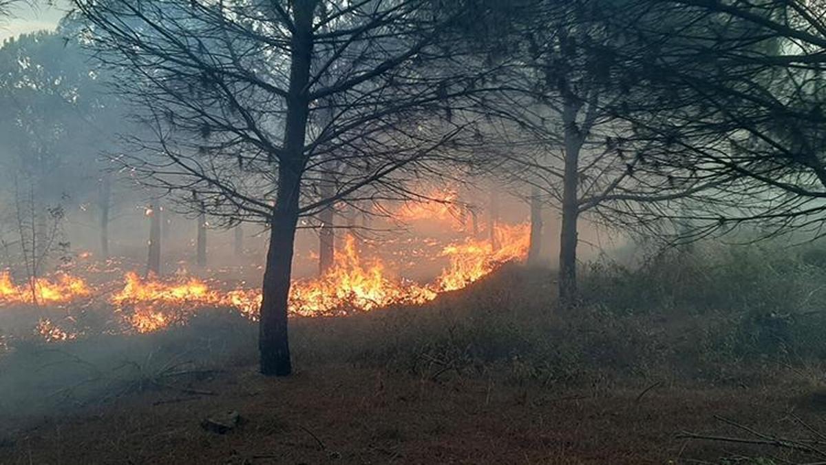 Çanakkale'deki orman yangını kontrol altına alındı