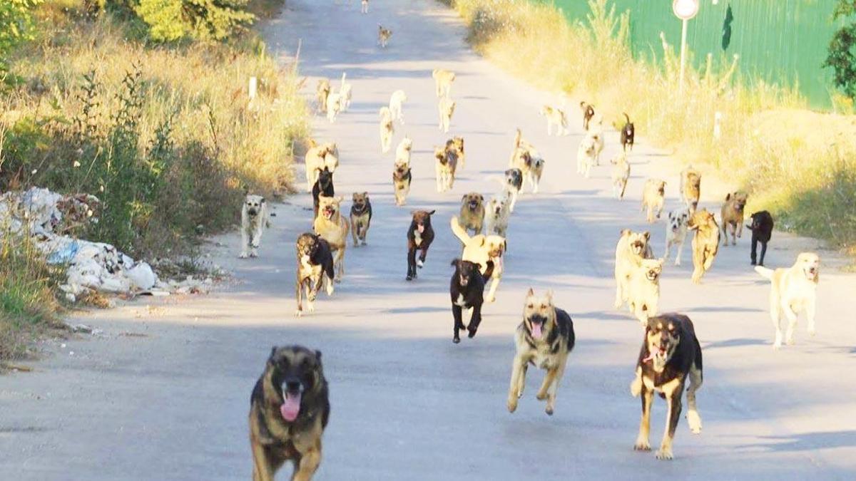 CHP’den ‘sokak hayvanları’ için kısırlaştırma önerisi