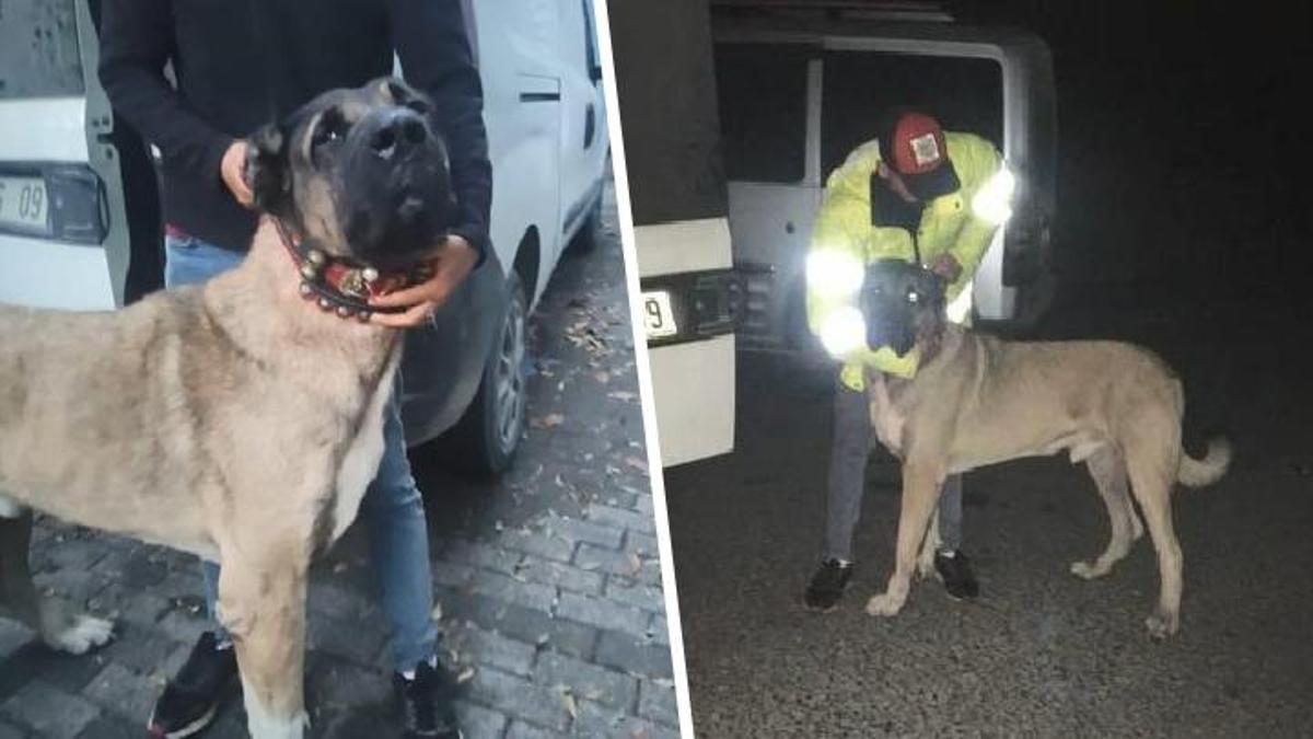 İhbar üzerine polisler harekete geçti! Köpek dövüştürenlere baskın: Çok sayıda gözaltı