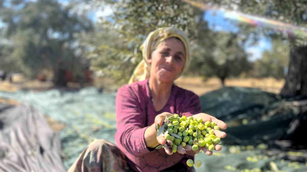 İzmir Aliağa'da Zeytin Hasadı Başladı, Hasat Şenliği Düzenlenecek