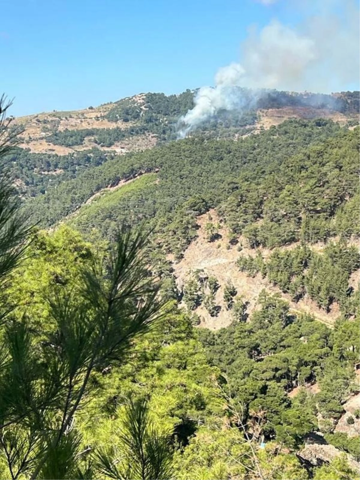 İzmir Karabağlar'da Orman Yangını