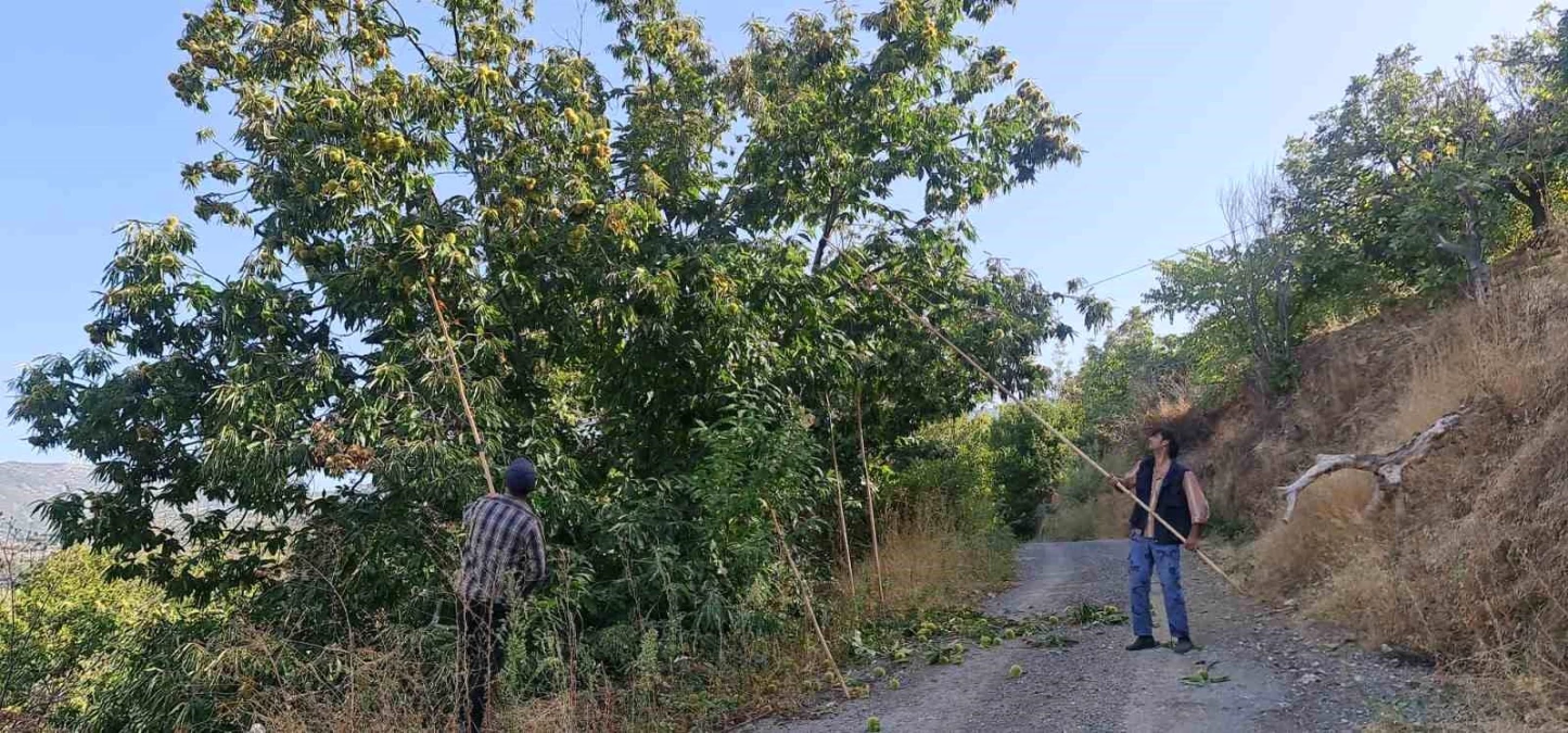 İzmir'de kestane hasadı başladı