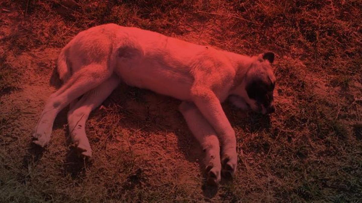 Konya'da çiftliğe atılan etten yiyen 3 Kangal köpeği öldü