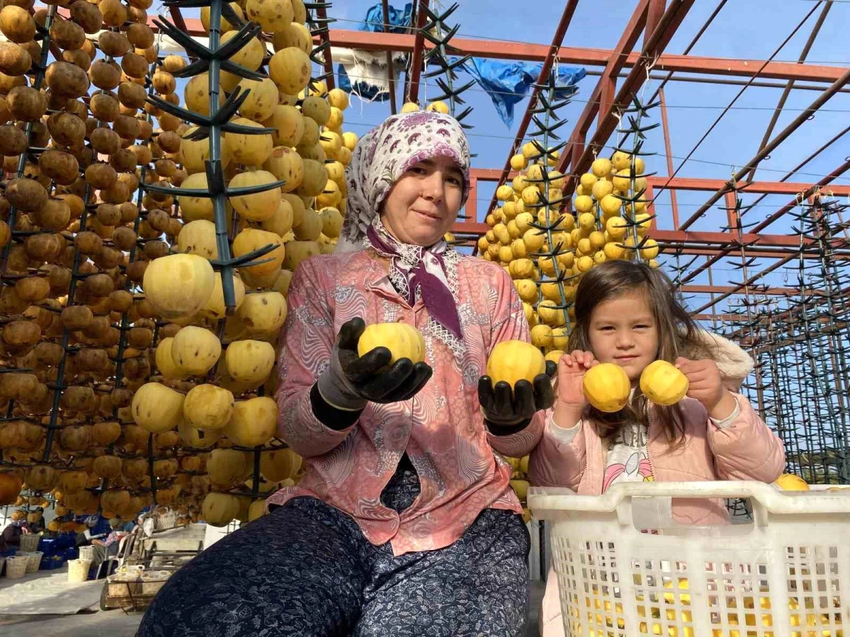 Manisa'da Cennet Hurması Hasadı ve Kurutma İşlemleri Başladı