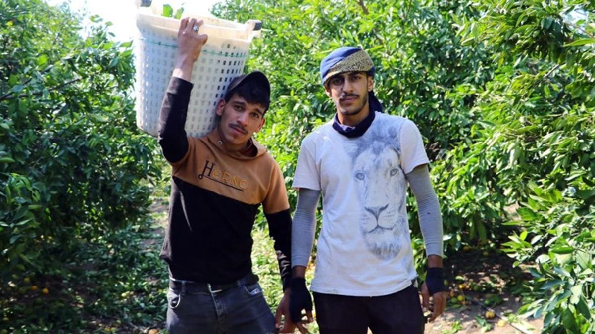 Narenciye üretiminde işçi sıkıntısı: Günlük 447 liraya çalışacak eleman bulamıyorlar