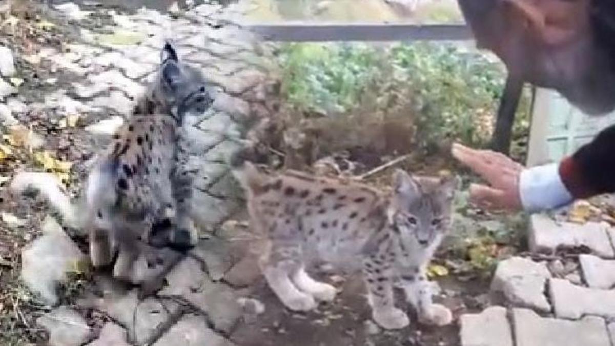 Sivas'tan kalpleri ısıtan kare: Doğaya saldıkları yavru vaşak köye geri döndü