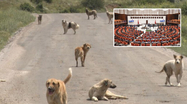 TBMM'ye en çok şikayet edilen konu: Başıboş sokak köpekleri | Hayat Haberleri