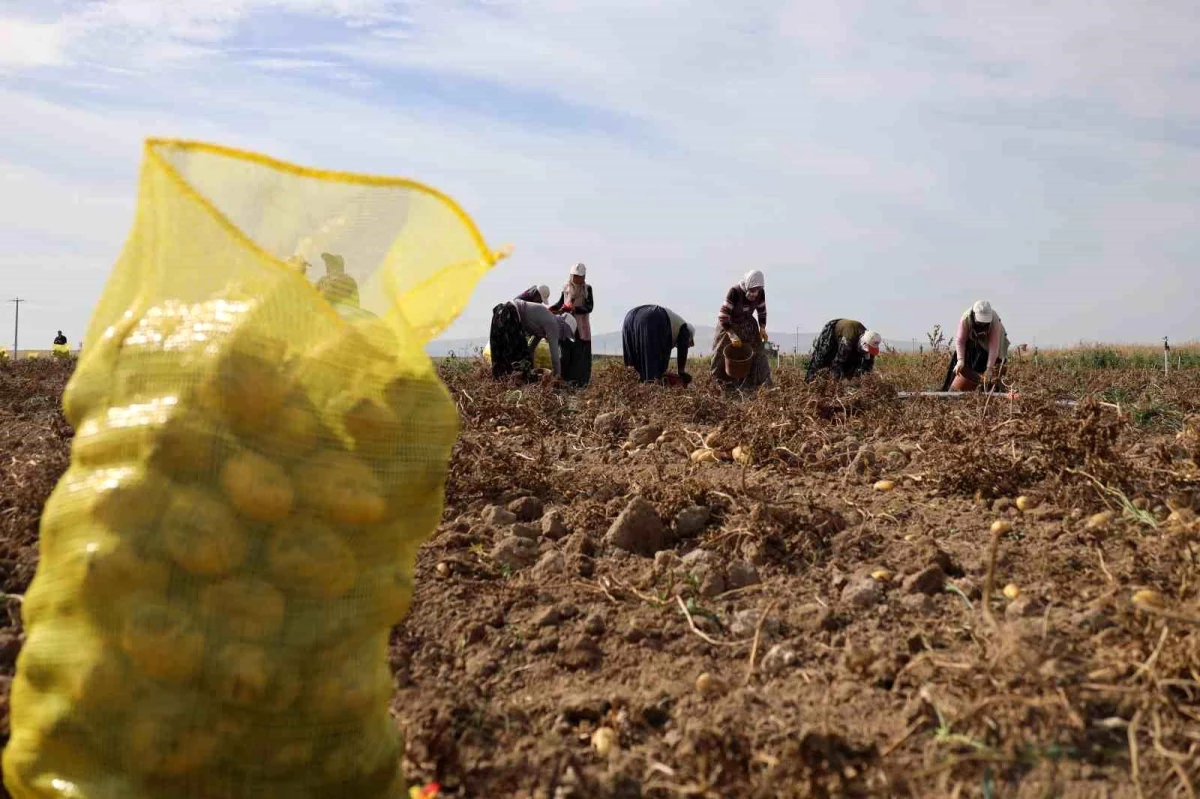 Afyonkarahisar'da Patates Hasadı Devam Ediyor