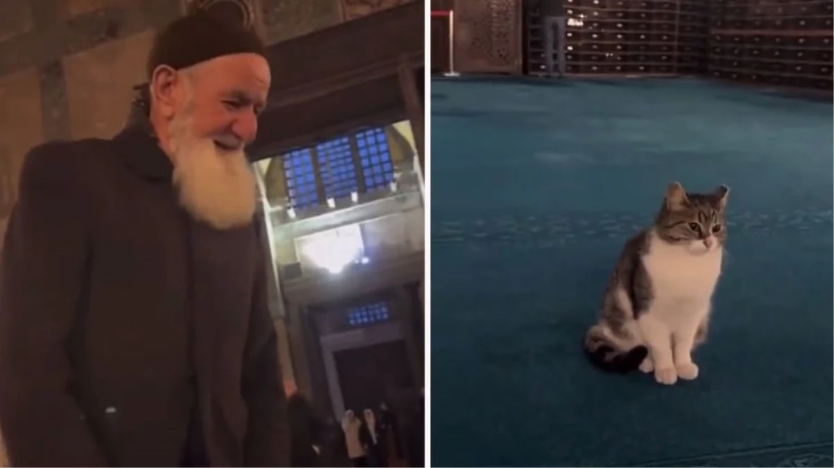 Ayasofya Camii'nde kedi sevdiği videosu milyonlarca izlenen vatandaşın kim olduğu ortaya çıktı! Tepkisi de gülümsetti