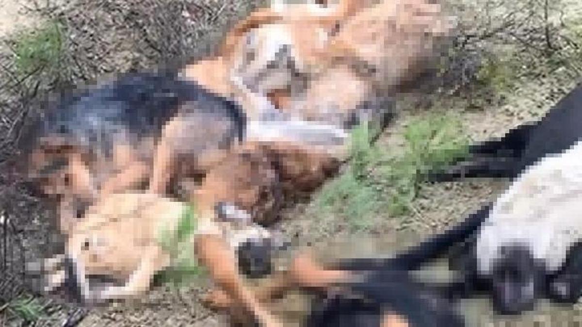 Bilecik'te korkunç manzara: 14 köpek ölü bulundu! Soruşturma başlatıldı