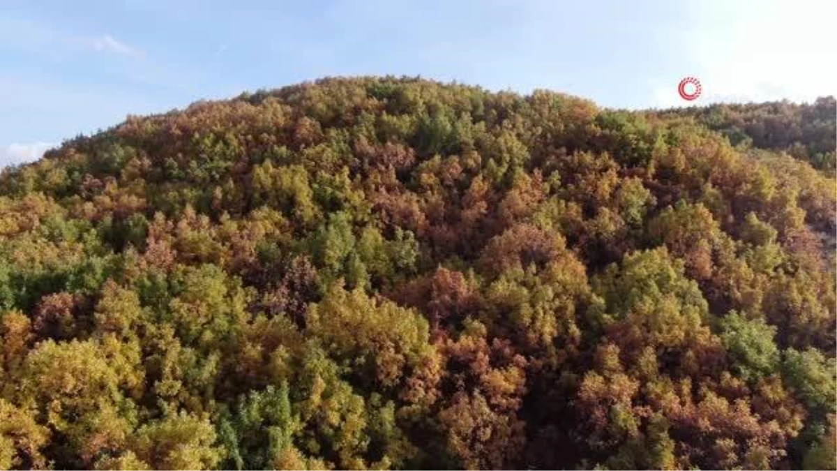 Bingöl'de meşelerin sonbahar güzelliği