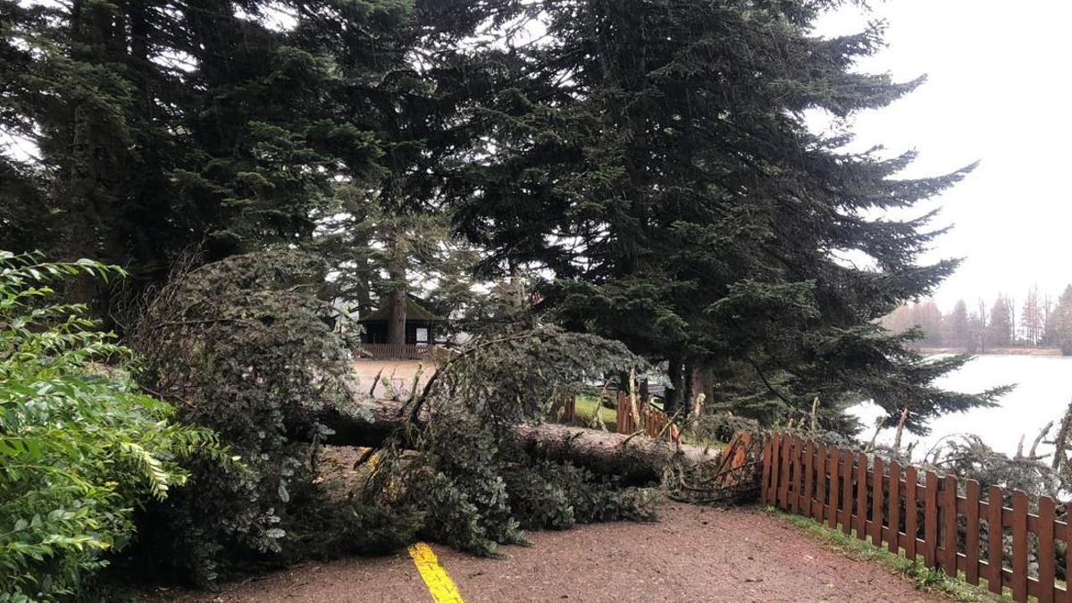 Bolu’da kuvvetli rüzgar; tabiat parkındaki ağaçlar devrildi