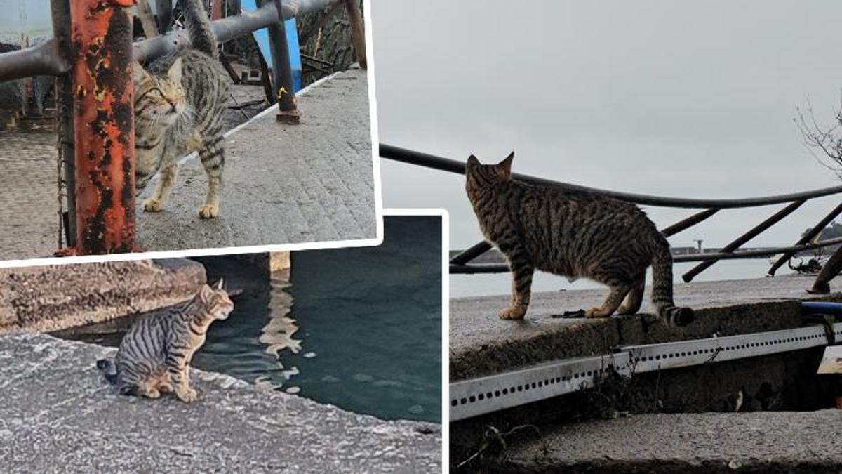 Zonguldak'tan yürek yakan görüntü: Sokak kedisi, fırtınada kaybettiği yavrularını arıyor