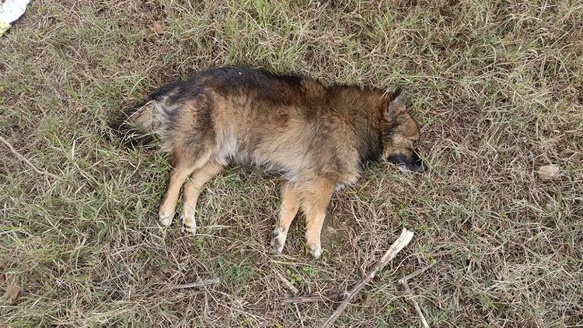 Aydın'da köpek katliamı: Öldürülen köpek sayısı yükseldi