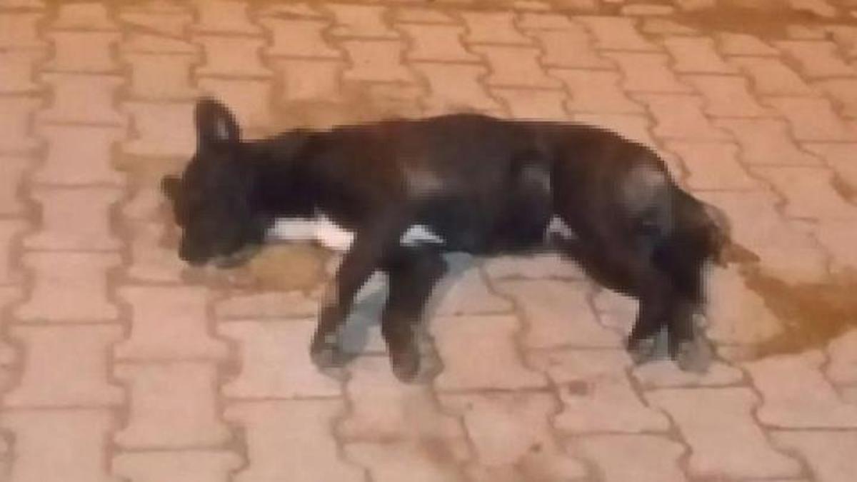 Aydın'da korkunç olay: 5 sokak köpeğini zehirlediler! Soruşturma başlatıldı