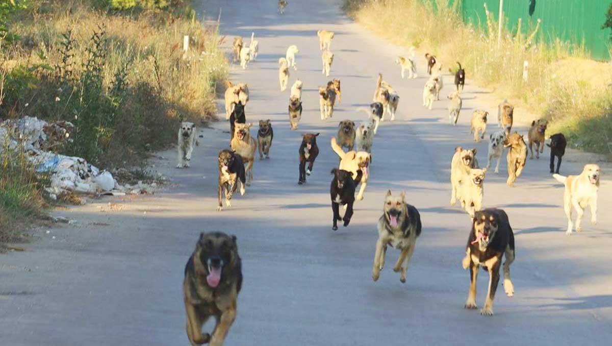 Başıboş köpeklere önlem zamanı