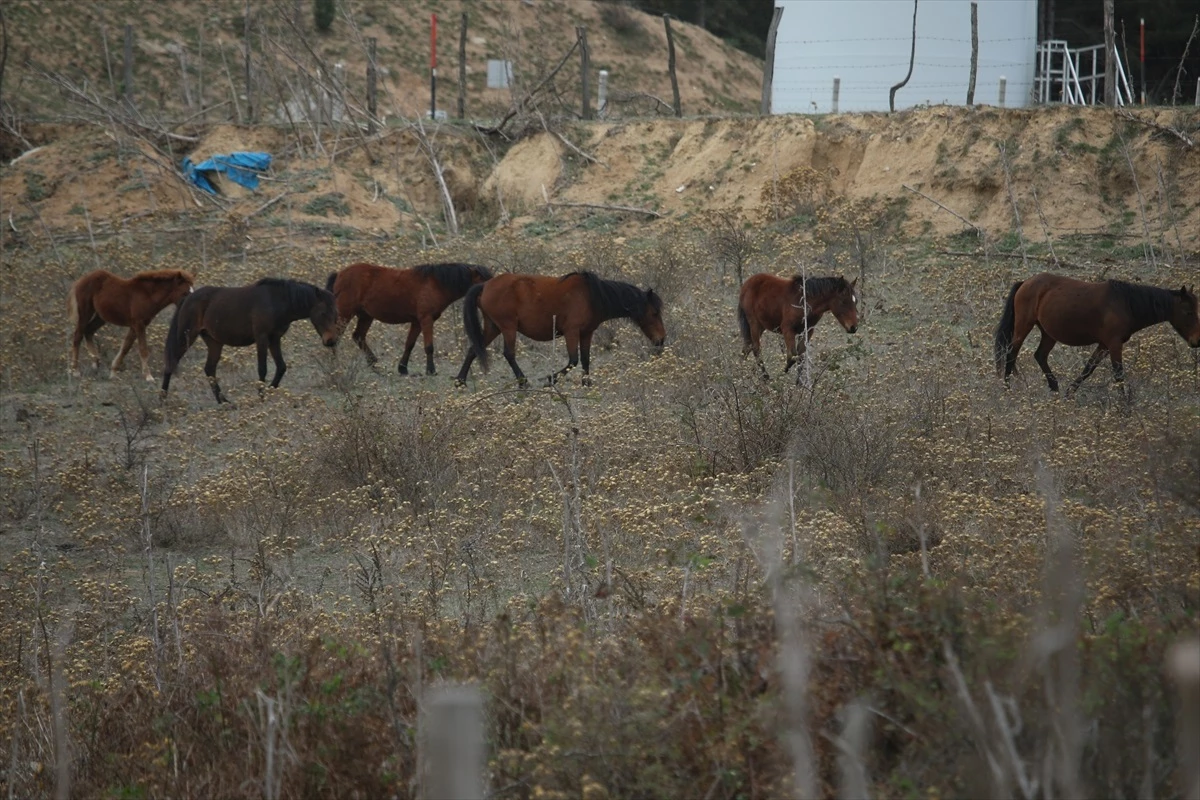 Çanakkale'nin Lapseki ilçesindeki Yılkı Atları Doğanın Özgür Simgesi