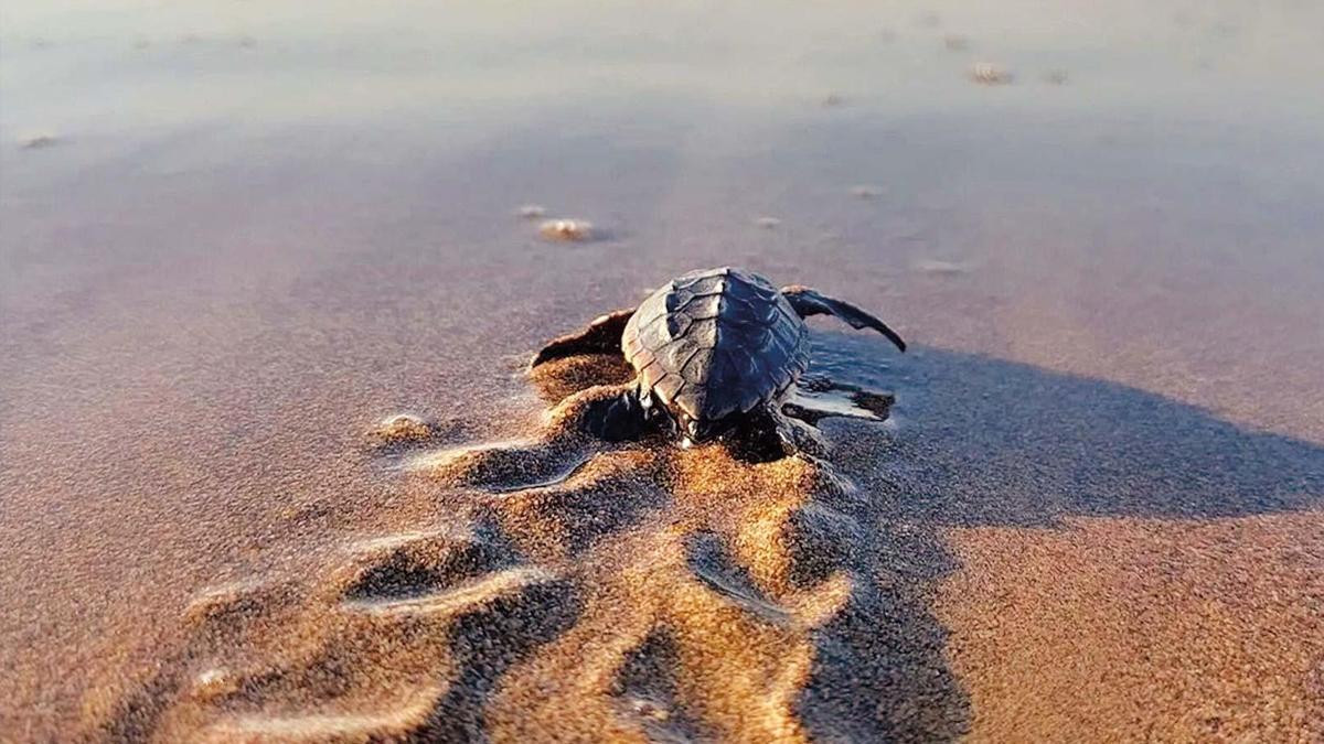 Caretta carettalarda iki kat artış