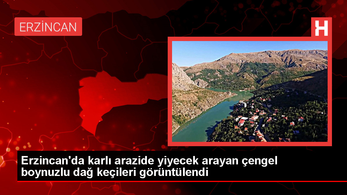 Erzincan'da Dronla Görüntülenen Dağ Keçileri