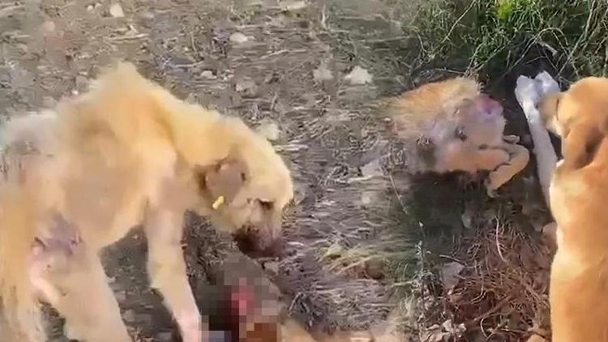 Görüntüler dehşete düşürmüştü! 'Aç kalan köpekler birbirini yedi' iddiasına inceleme