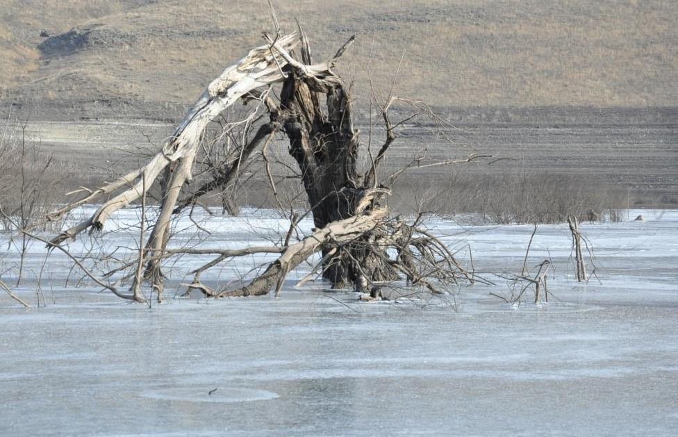 Kars Barajı dondu: Ağaçlar buz üstünde kaldı