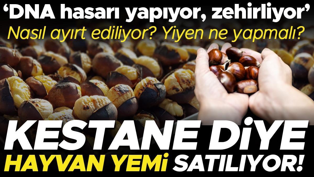 Kestane diye hayvan yemi satılıyor! Nasıl ayırt ediliyor? Kazara yiyen ne yapmalı? 'İnsanlar ve bazı hayvanlar için çok zehirli'