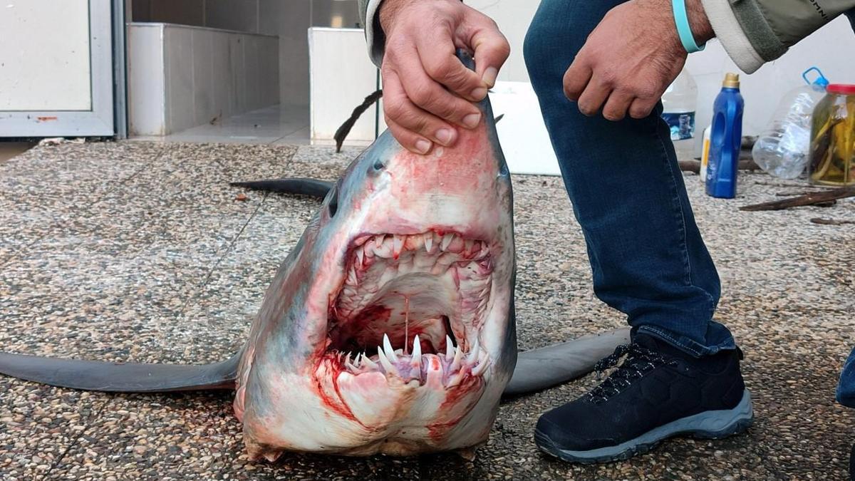 Mersin'de kıyıya vurdu! Nesli tükenme tehlikesi altında