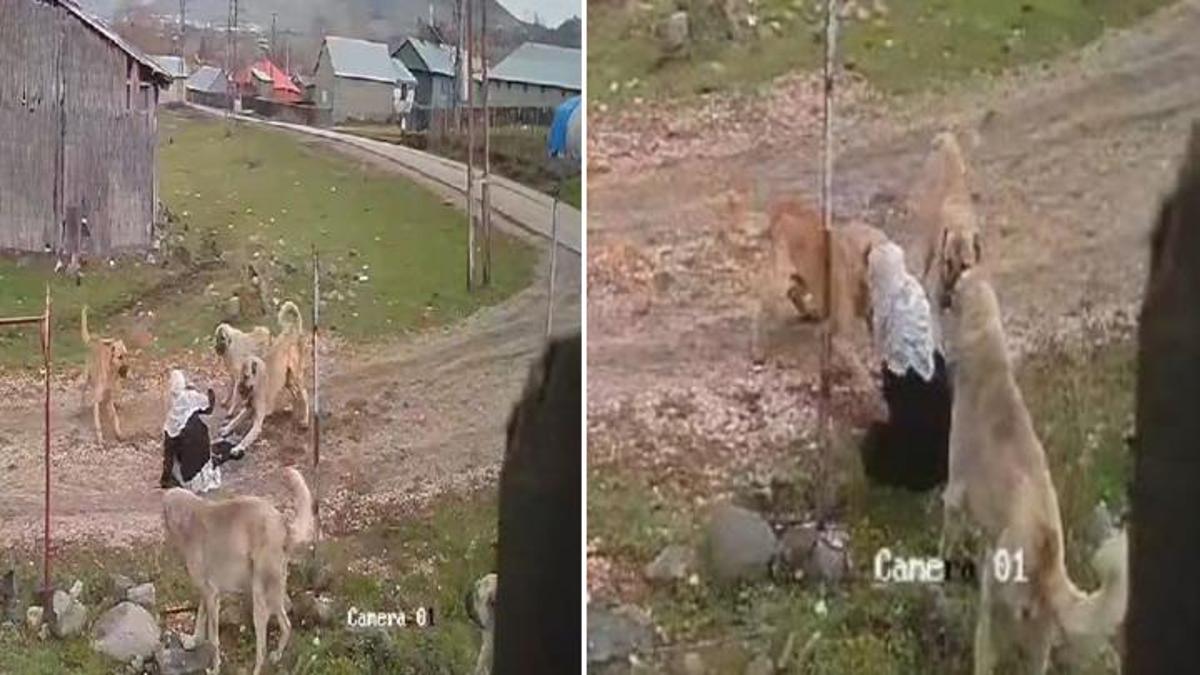 Muş'ta korku dolu anlar... Sokak köpeklerinin saldırısına uğrayan kadını komşuları kurtardı