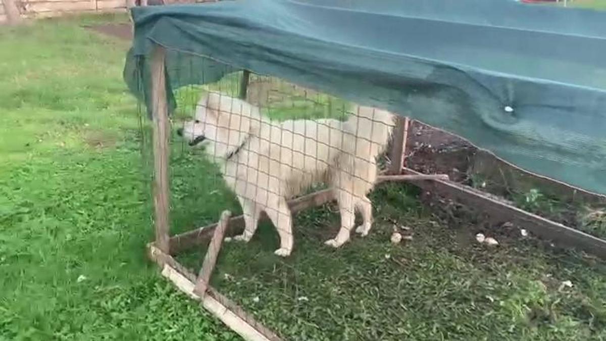 Ördeklerini telef eden köpeği yakalayıp kafese kilitledi