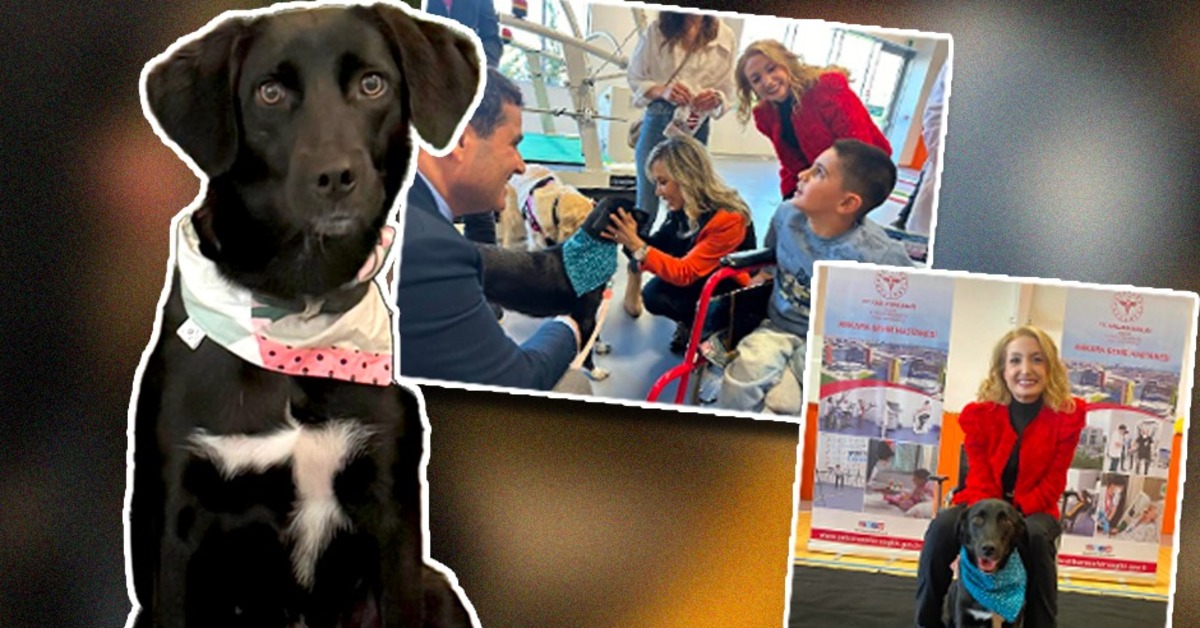 "Sokak köpeğinden terapi köpeği olur mu" sorusuna yanıt: Oldu bile! Adı Tina   