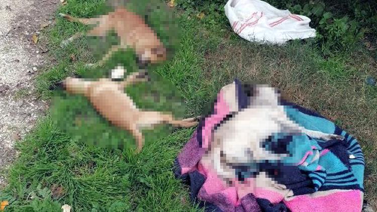 Tarsus'ta 10 köpek ölü bulundu