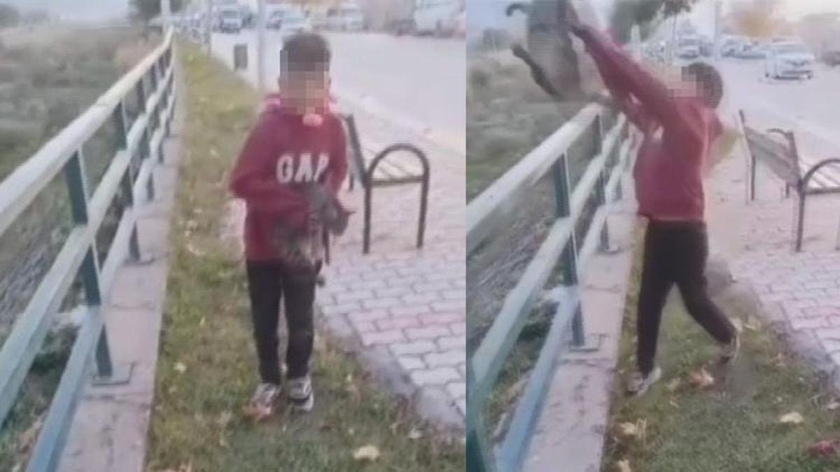 TikTok'ta paylaşmak için kediyi ırmağa attılar! 2 kişi gözaltında