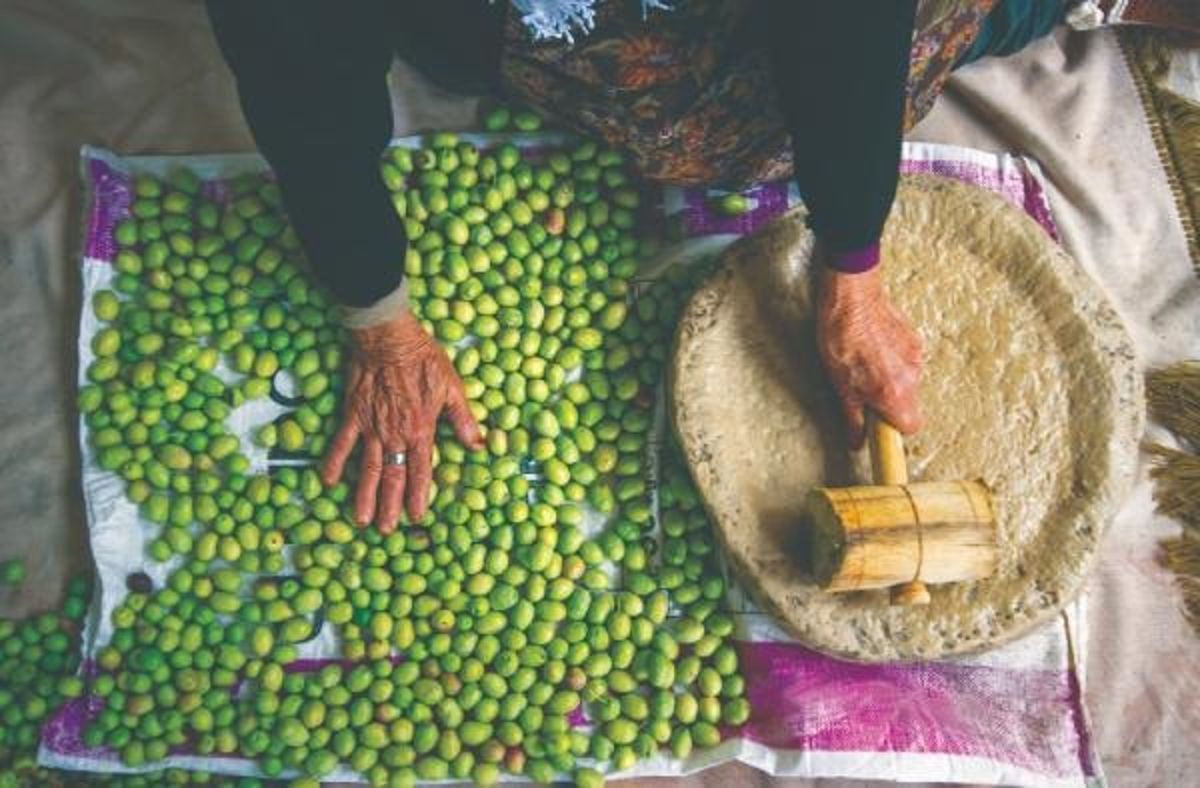 Türkiye'nin geleneksel zeytin yetiştiriciliği UNESCO listesine alındı