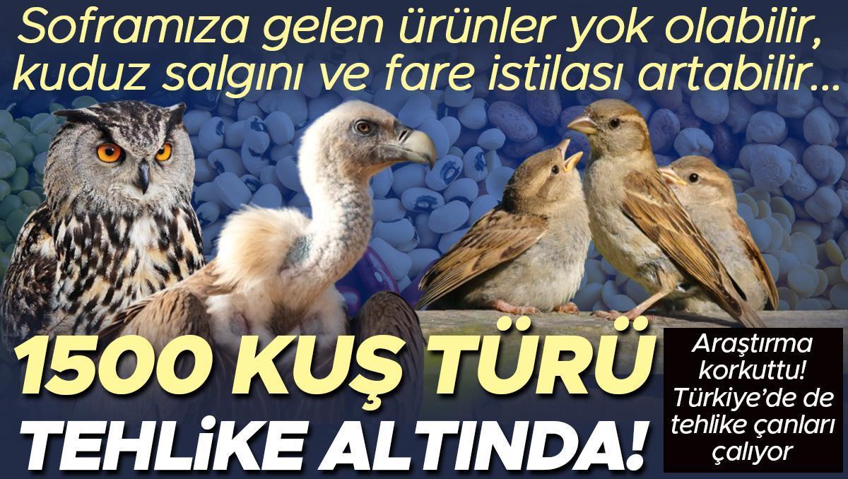 1500 kuş türü tehlike altında! Soframıza gelen ürünler yok olabilir, kuduz salgını ve fare istilası yaşanabilir...