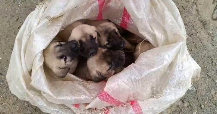 Bunun adı vicdansızlık! 15 yavru köpek çuvalda bulundu