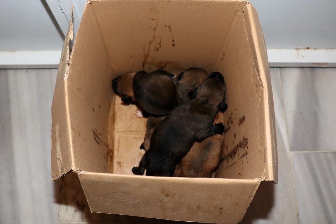 Bunun adı vicdansızlık! Çöp konteynerinde 5 yavru köpek bulundu