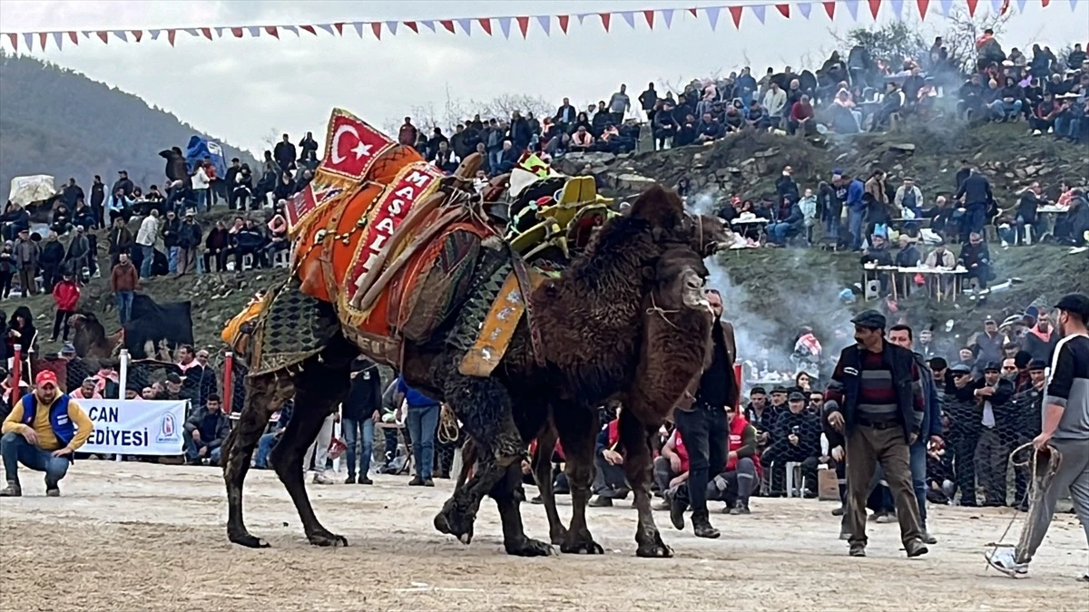 Çanakkale'de Geleneksel Folklorik Deve Güreşi Festivali Düzenlendi