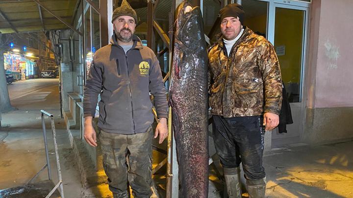 Edirne'de Meriç Nehri'nde yakaladılar: 71 kilo ağırlığında, 2 metre boyunda...