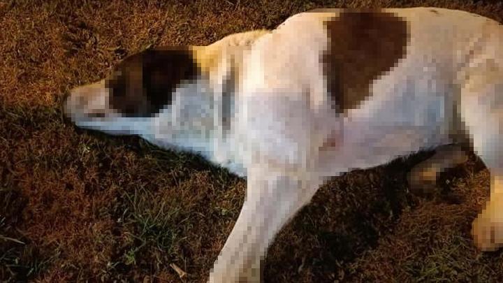 İzmir'de 11 köpek zehirlenerek öldürüldü! Soruşturma başlatıldı