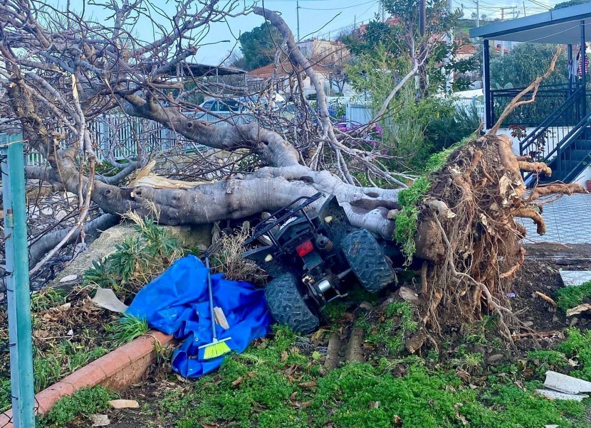 İzmir'de Hortum Felaketi: Evlerin Çatısı Uçtu, Ağaçlar Devrildi