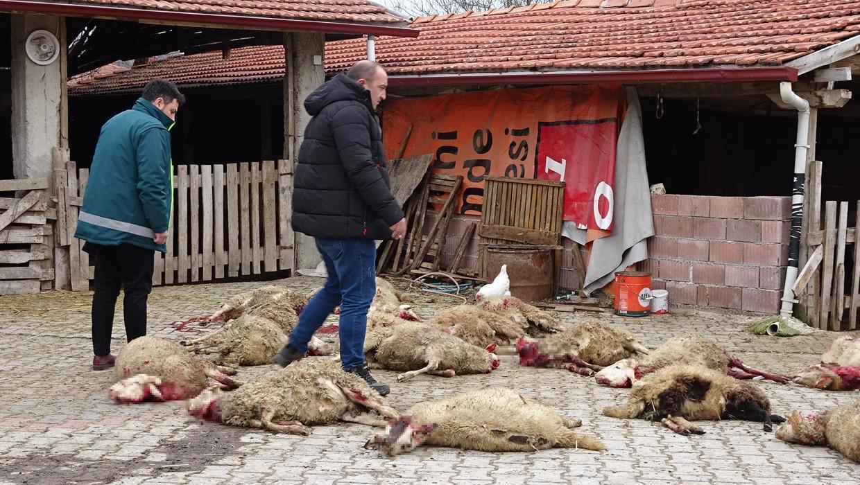 Kütahya'da sokak köpekleri dehşet saçtı! 22 koyun öldürüldü