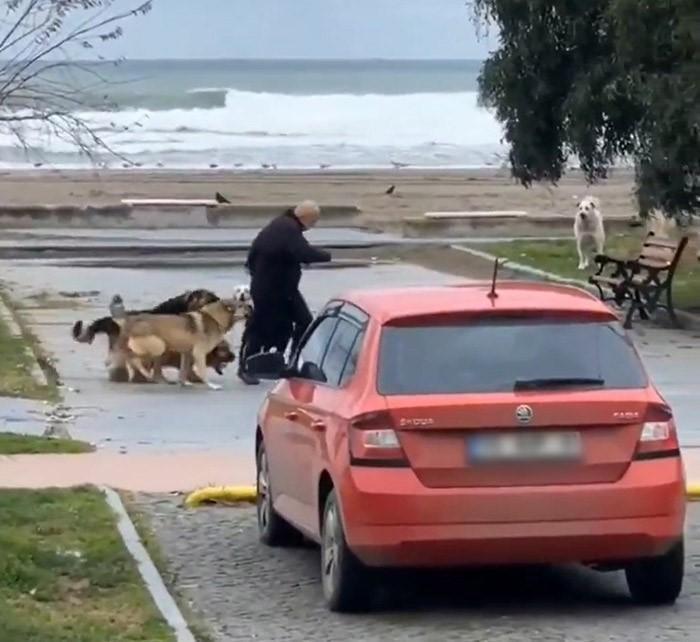 Samsun'da köpeklerin vatandaşa saldırma anı kamerada