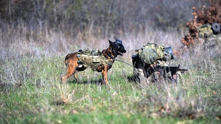 TSK'nın eğitimli köpekleri önce parkurda sonra arazide