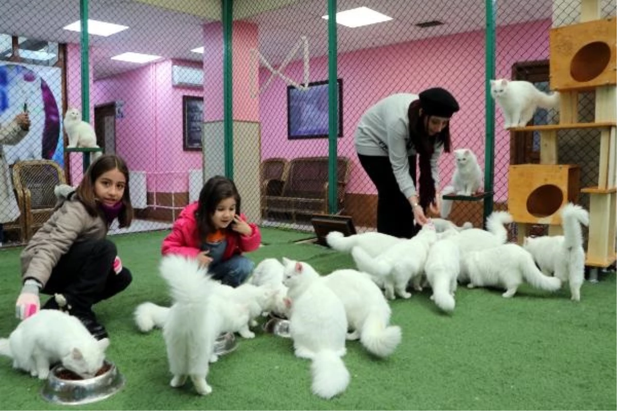 Van Kedi Villası, Yarıyıl Tatilinde Çocukları Ağırlıyor