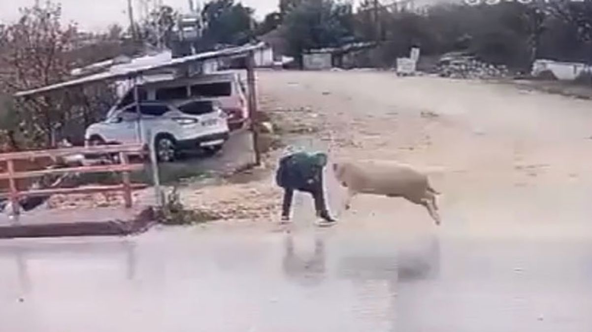 Yolun karşısına geçmeye çalışan yayaya koç saldırdı! O anlar kamerada